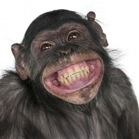 depositphotos_10880072-stockafbeelding-gemengd-ras-aap-tussen-chimpansees