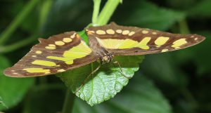 Bezoek Vlindertuin "Costa Rica" Someren
