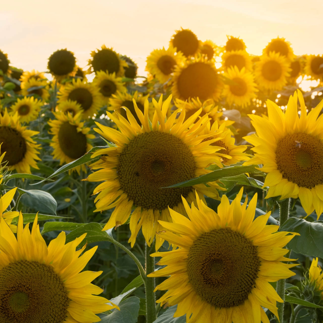 Zonnebloemenveld in Bladel