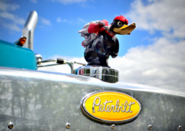 SCP_5 Peterbuilt US semi truck sky blue with custom daffy duck hood ornament in red racing scarf and hat